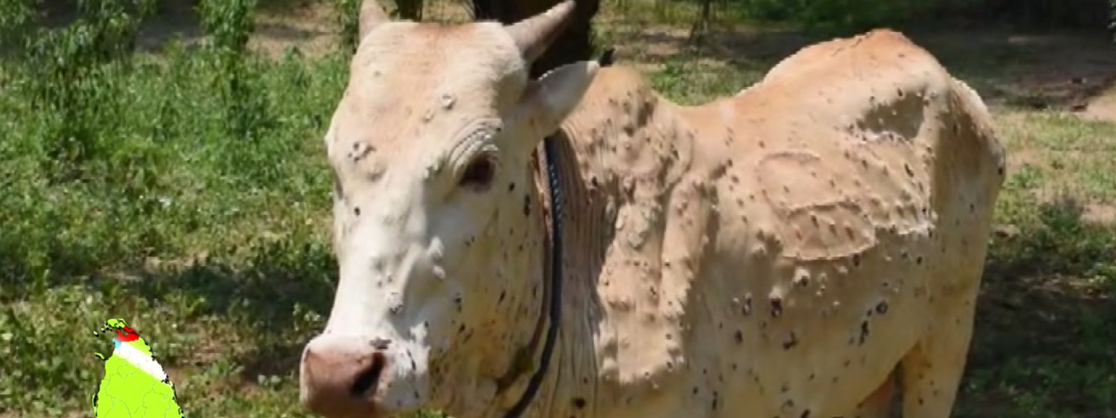NO meat consumption in NW Province